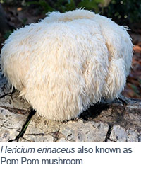 Hericium erinaceus also known as Pom Pom mushroom Hericium erinaceus also known as Pom Pom mushroom