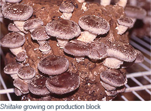 Shiitake growing on production block Shiitake growing on production block